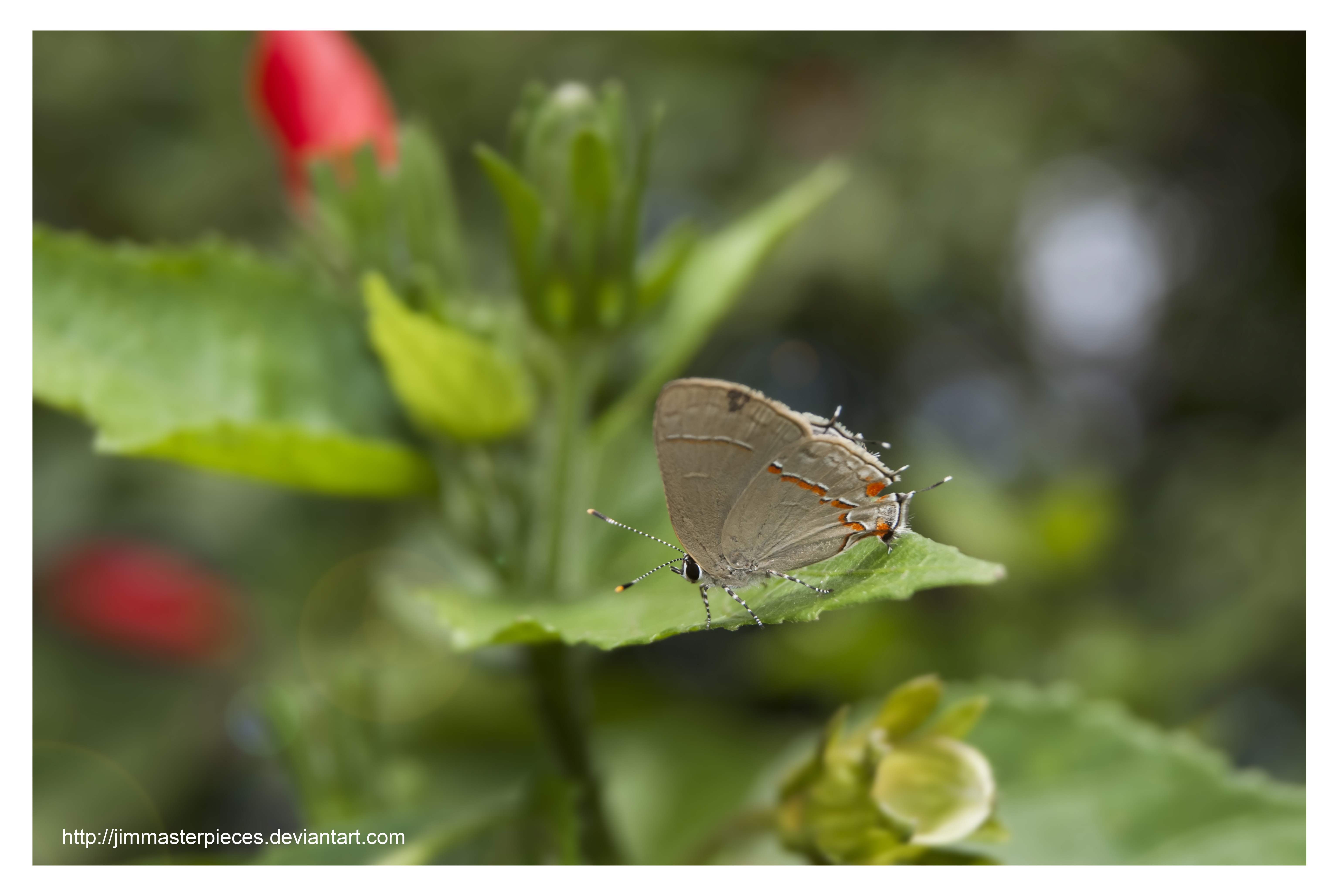 Satyrium butterfly