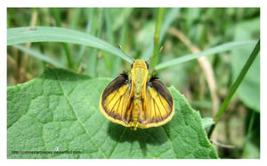 Hobomok Skipper by Jimmasterpieces