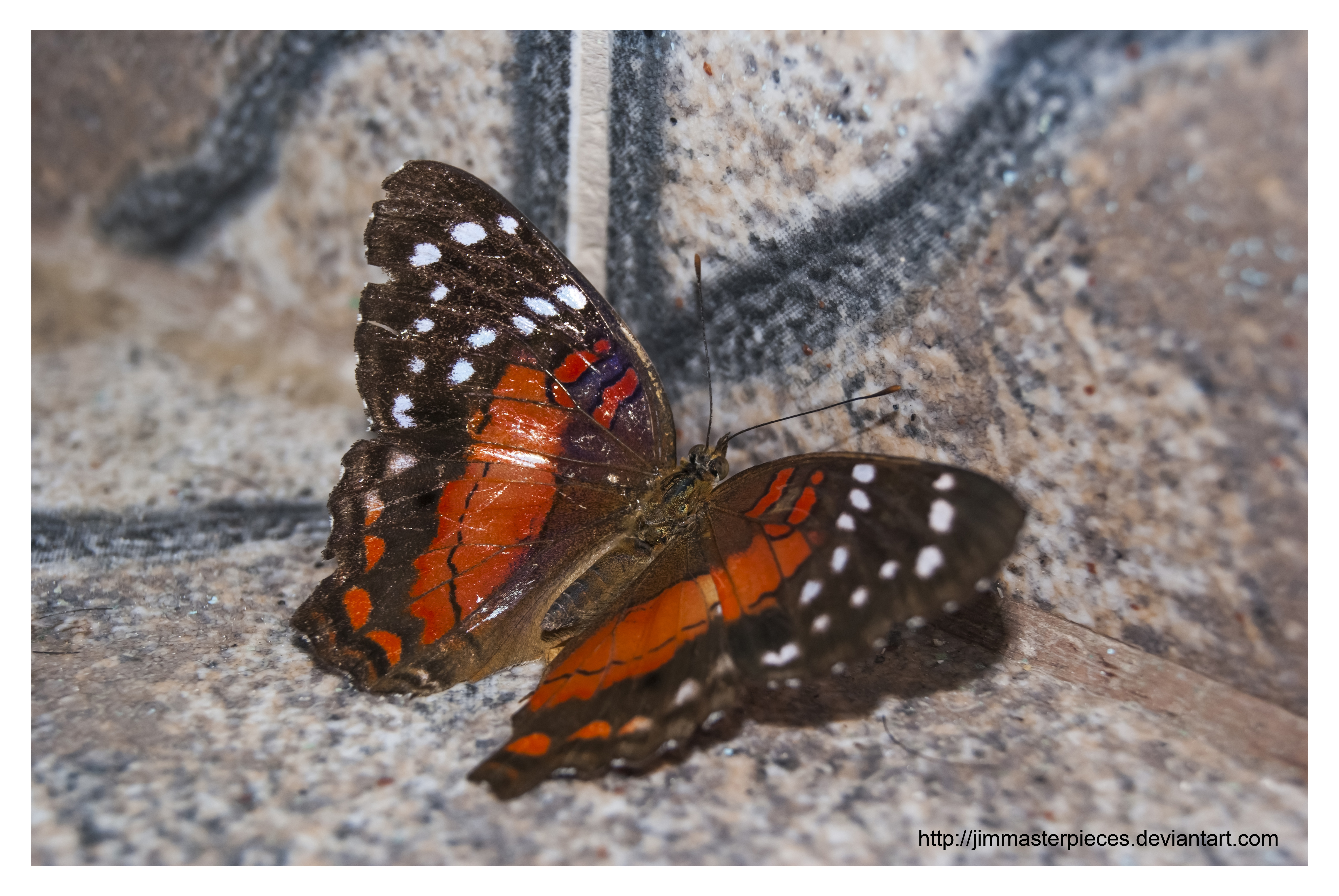 Scarlet Peacock Anartia amathea