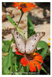 La mariposa pavo real blanco (Anartia jatrophae) by Jimmasterpieces