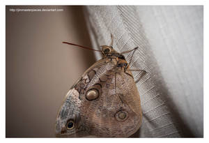 Caligo Eurilochus by Jimmasterpieces