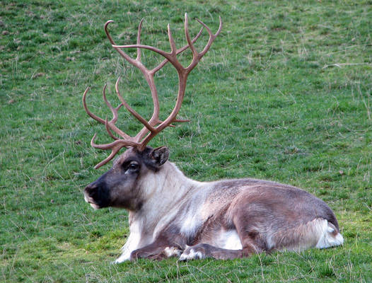 Reindeer - Caribou