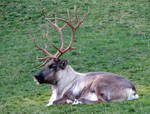 Reindeer - Caribou