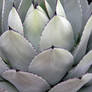 Agave