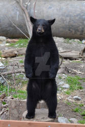 Young Black Bear 2