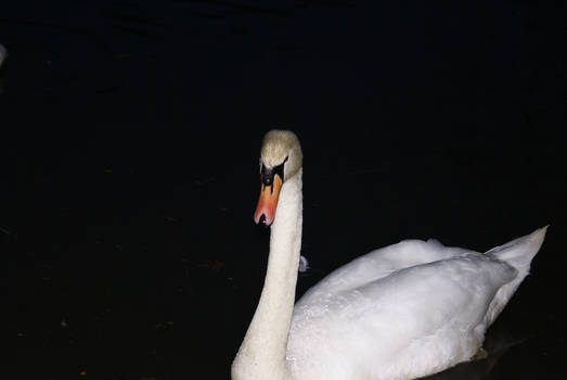 A Casual Swan