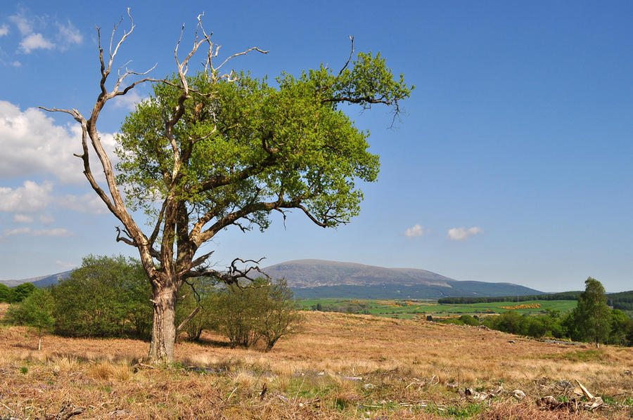 Tree From Weathermon Weather-worn Tree by Phoenix-Ocean on DeviantArt