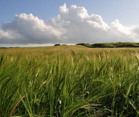 Edge of the barley fields