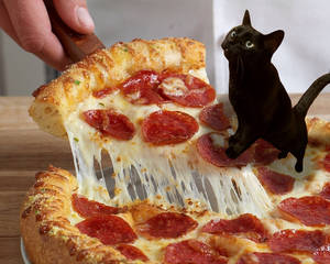 Pizza Cat