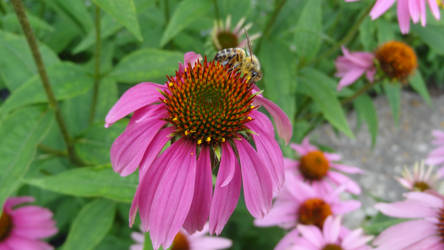 Coneflower