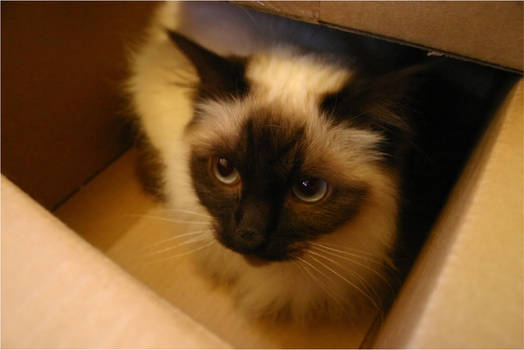 Roxy In a Box
