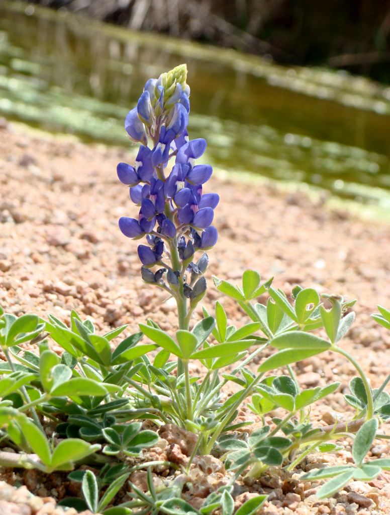 Bluebonnet