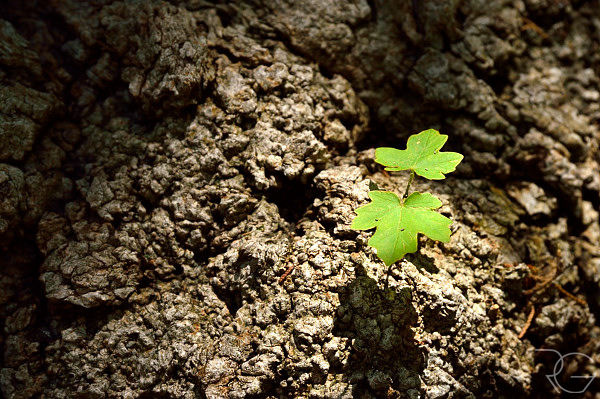 Leaves