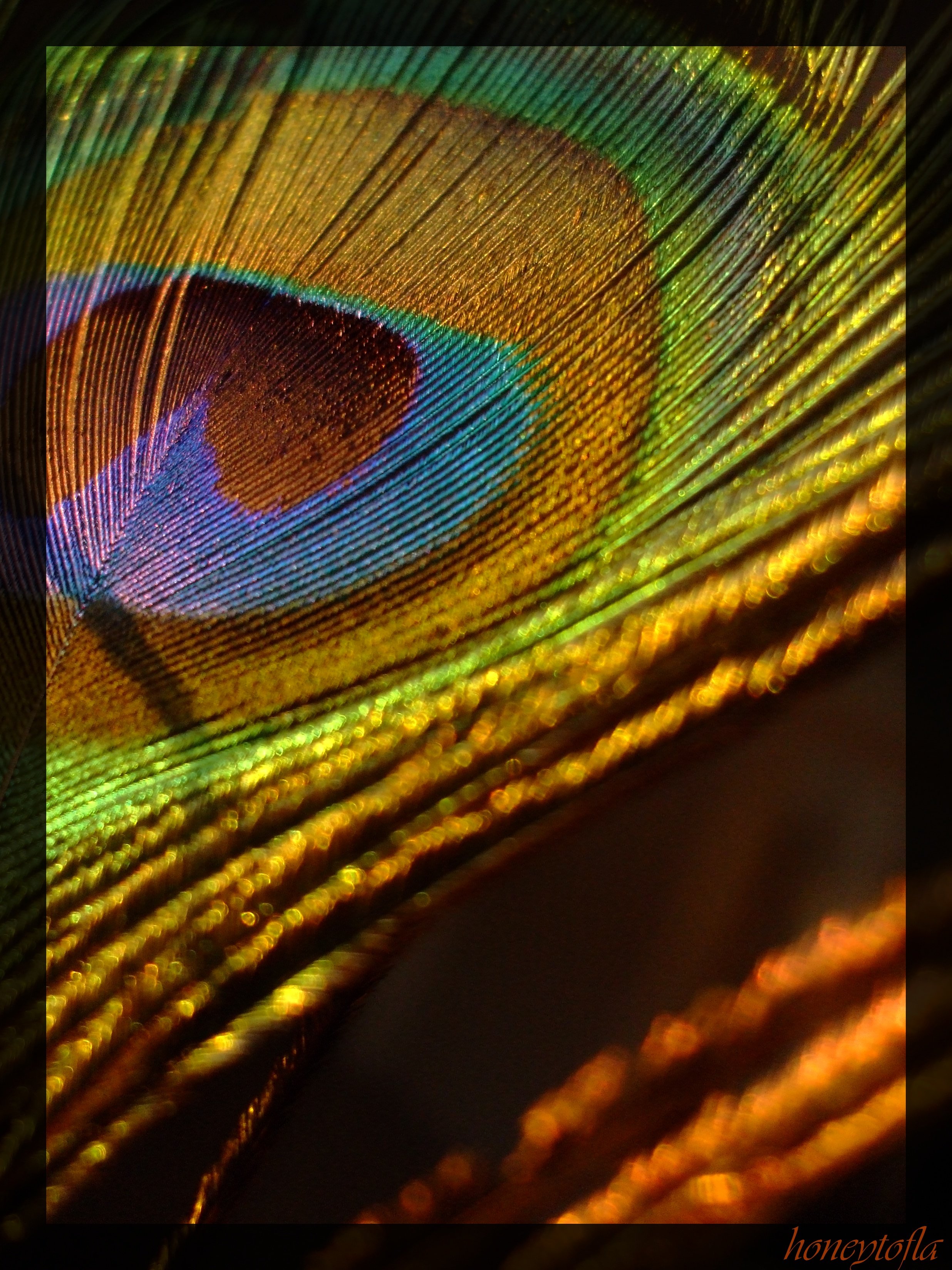 colourfull feather