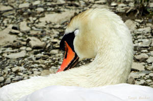 This is the Swan PAPA