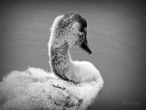 - The little Swan -