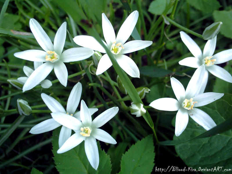 Star Flowers