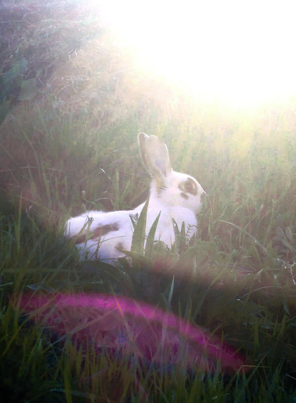 Bathing in the sun