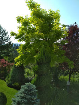 Robinia pseudoacacia 'Frisia'