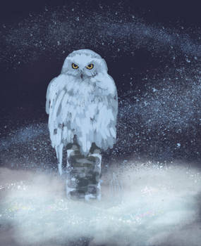 Winter Owl---