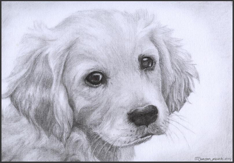 Рисунок это. Собака карандашом. Красивые рисунки карандашом. Собака рисунок карандашом. Картинки собак карандашом.