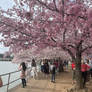 DC Cherry Blossoms