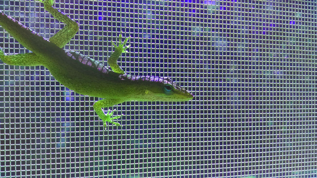 Windows Lizard Window Lizard by slackblackula on DeviantArt