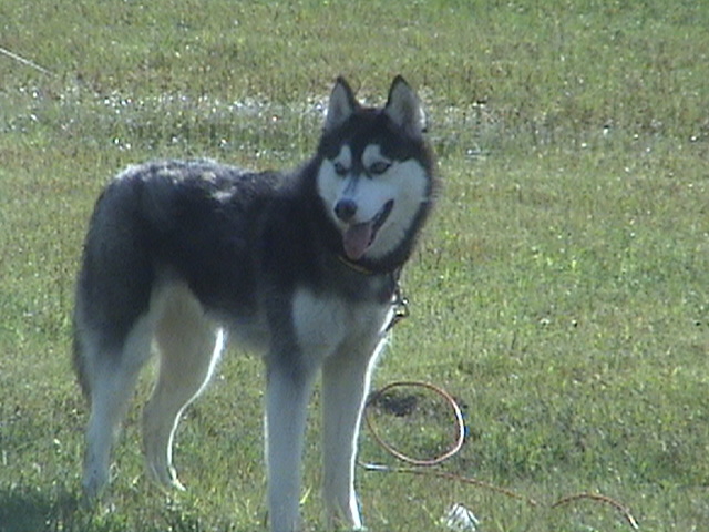 .Siberian Husky.