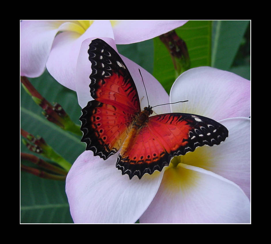 Butterfly - Red on White -