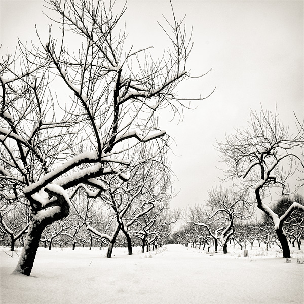 Path of the dancing trees