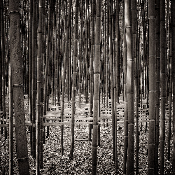 Bamboo art