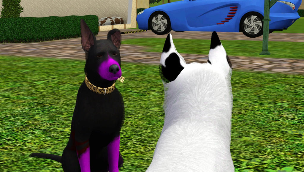 Staredog the stare by brianamcginnis on DeviantArt