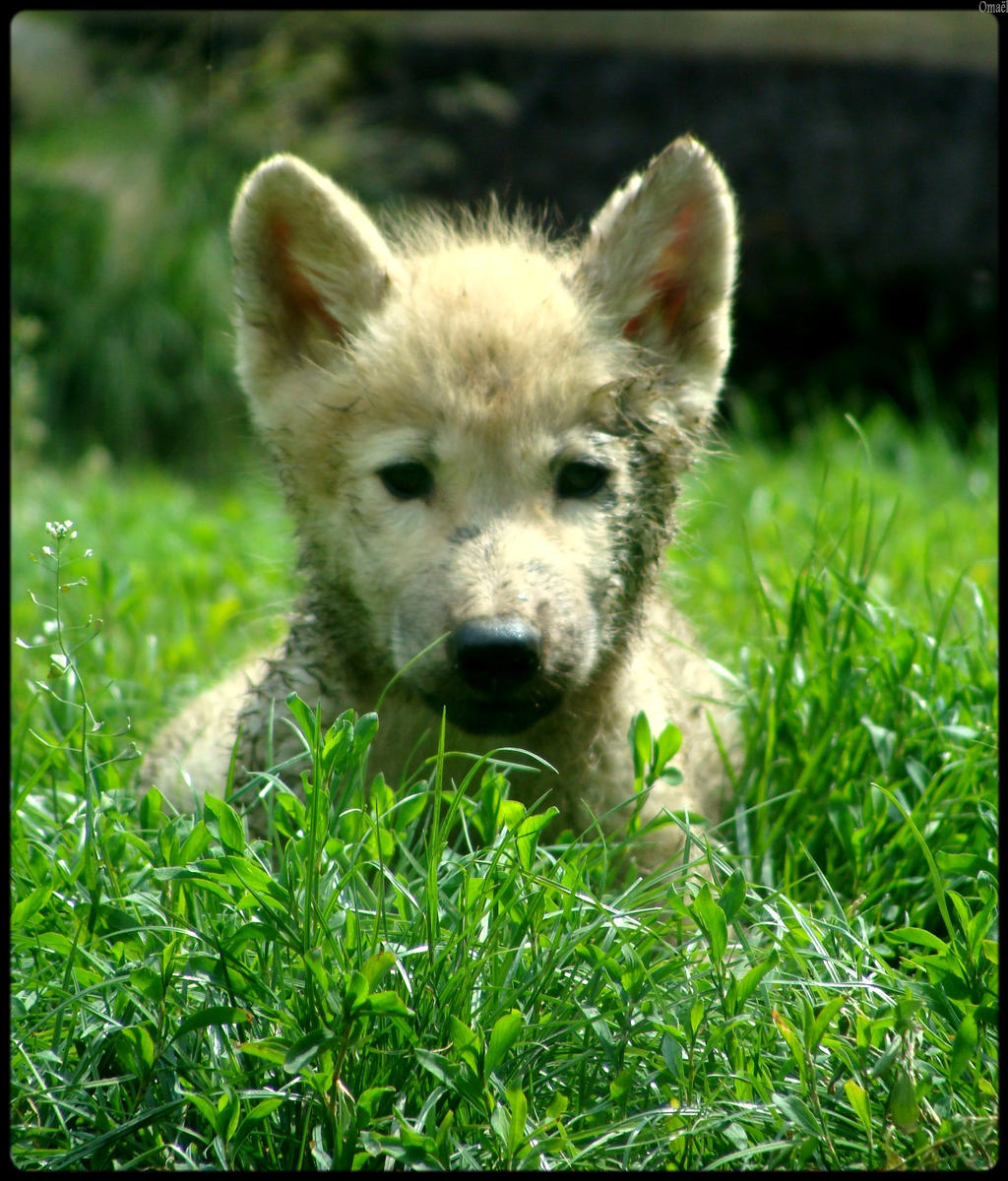 Bebe Loup By Omael On Deviantart Bebe Loup By Omael On Deviantart