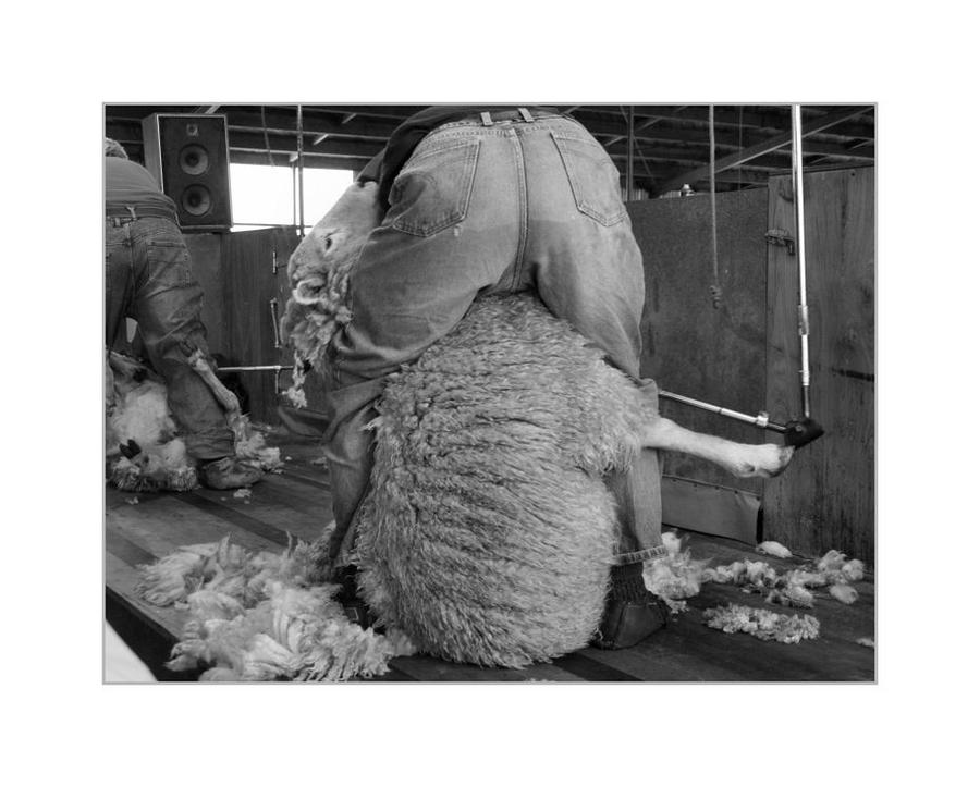 Sheep Shearing by rampantmonkey on DeviantArt