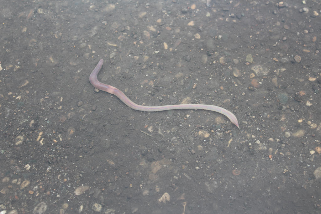 Puttle Worm In The Puttle Of Water by Yahshuriyah on DeviantArt