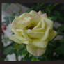 Yellow Rose