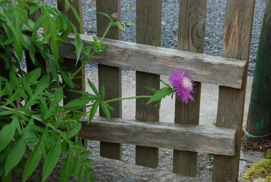 thistle-like flower