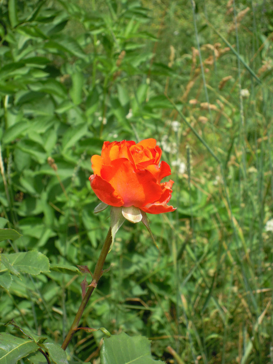 Stock orange rose