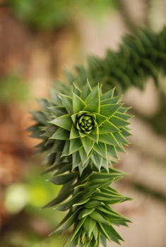 Monkey-puzzle Tree