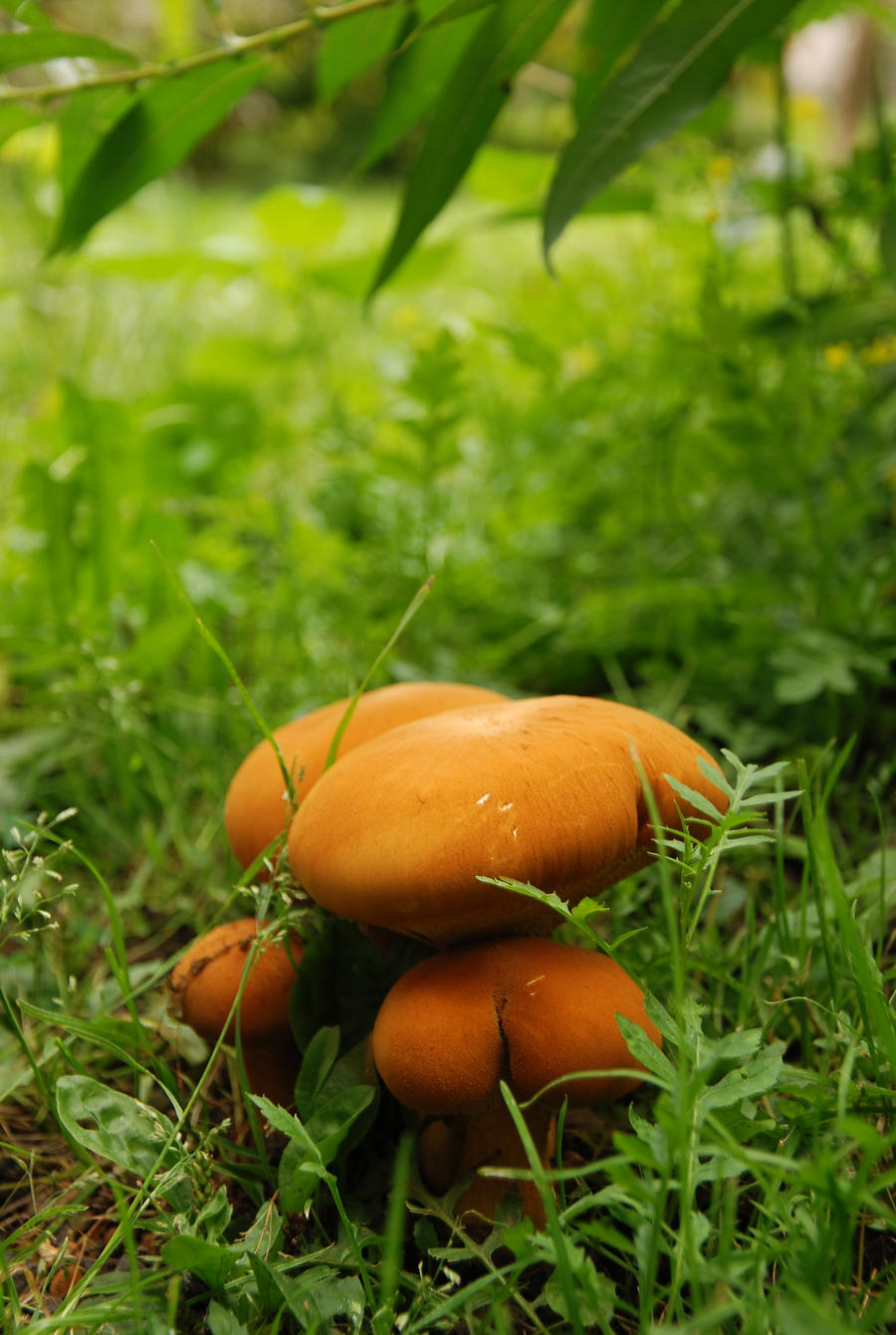 Mushroom family