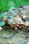 umbrella mushroom by hoshitsu