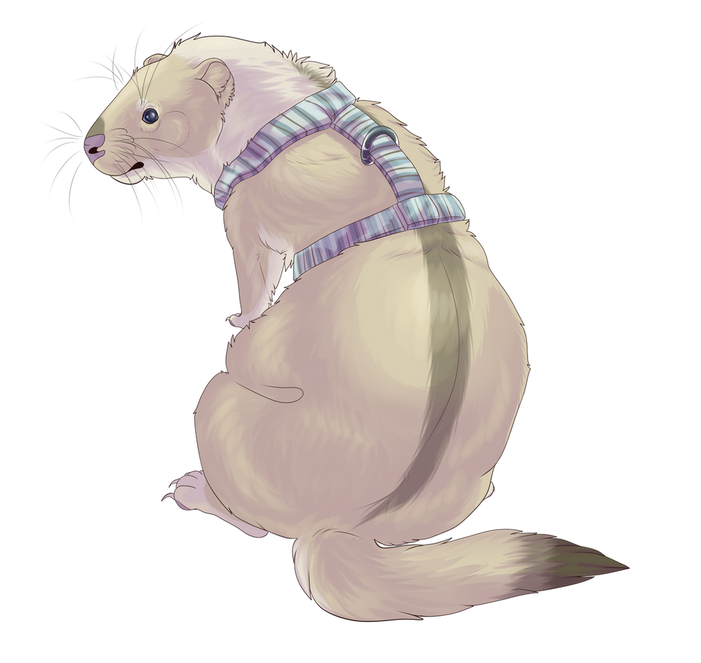 FerretFerretFerret