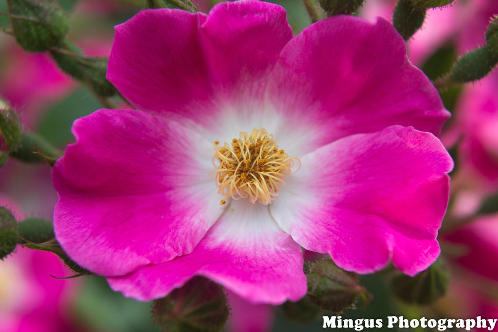 Flower Close up