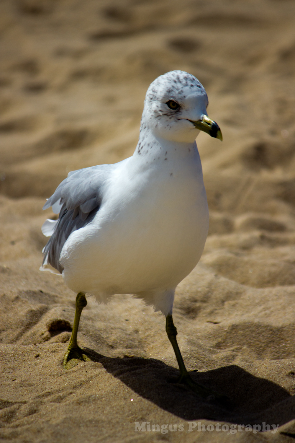 Seagull 4