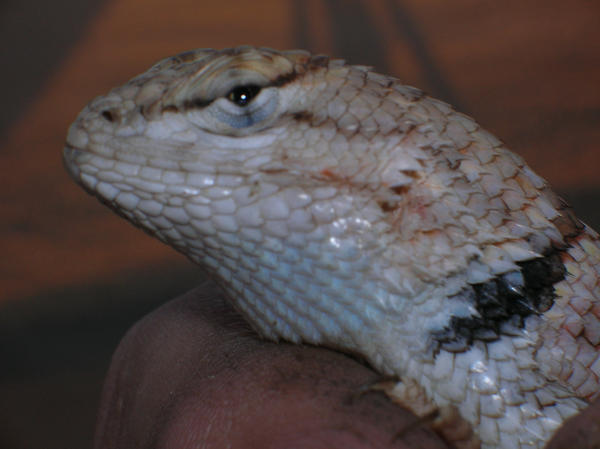 fence lizard