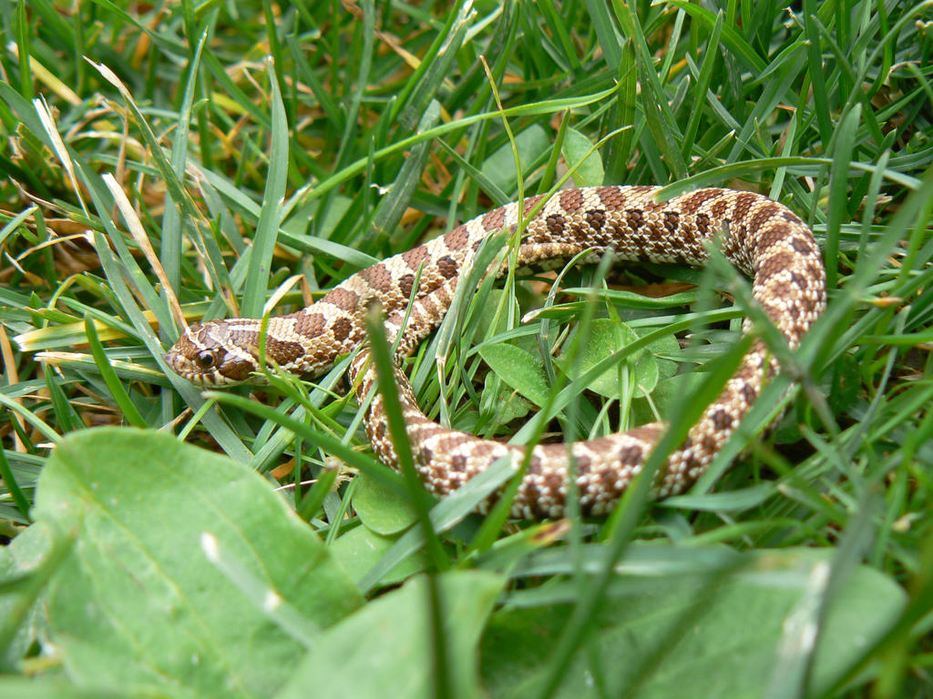 Sigmond in the Grass