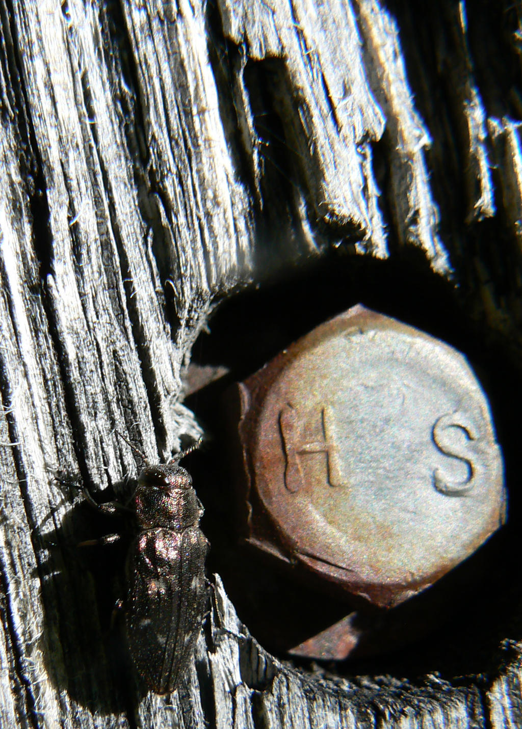 Buprestid Beetle on a pole