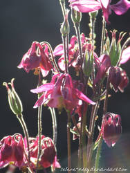 Magenta Sunlight