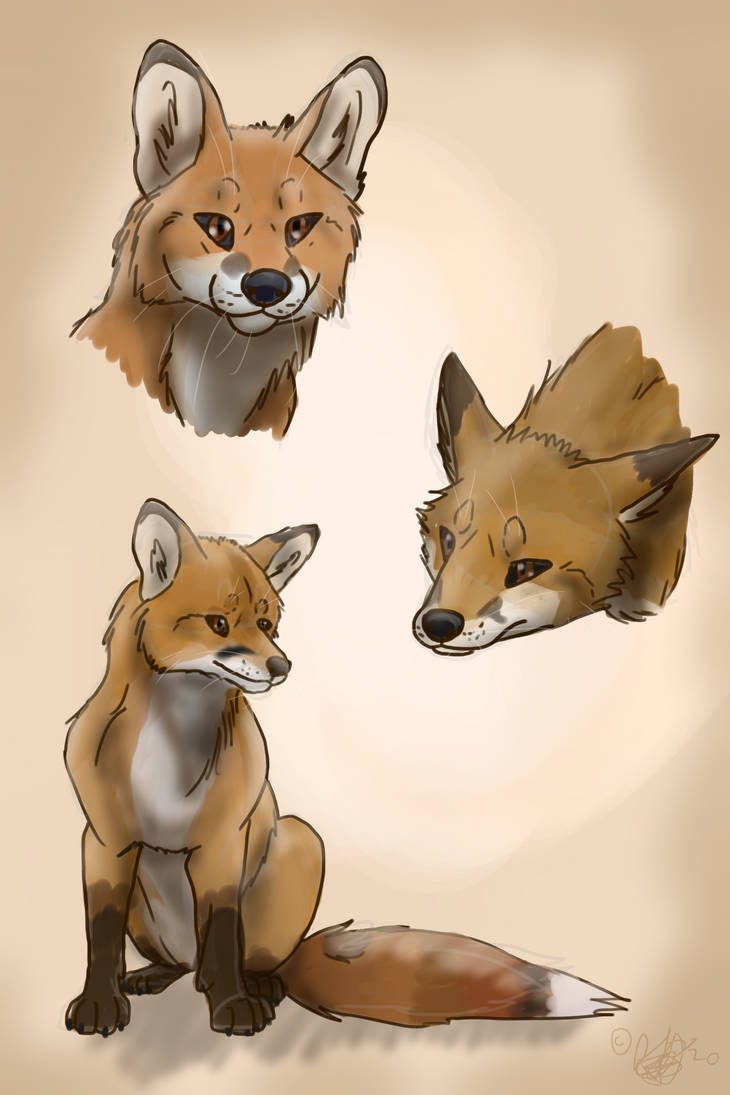 Red Fox Studies by It-Teks-Two on DeviantArt