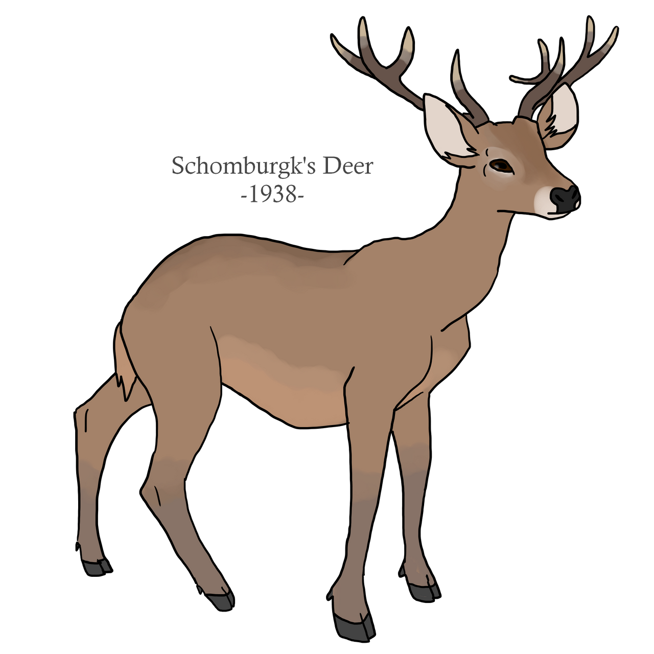 Schomburgk's deer best sale